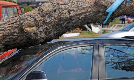 Hasta 25 mil pesos cuesta una caída de árbol sobre tu auto