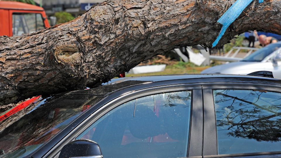 Hasta 25 mil pesos cuesta una caída de árbol sobre tu auto