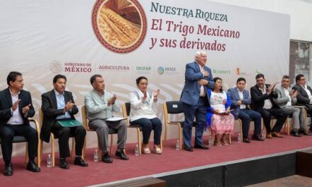 Trigo, el segundo cereal más consumido en México