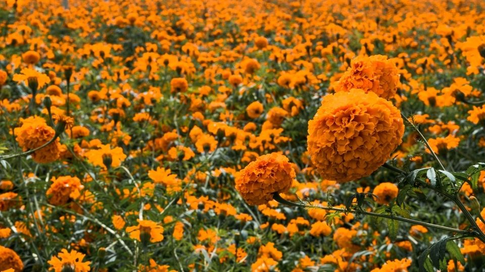 Cempasúchil, más que un adorno en Día de Muertos