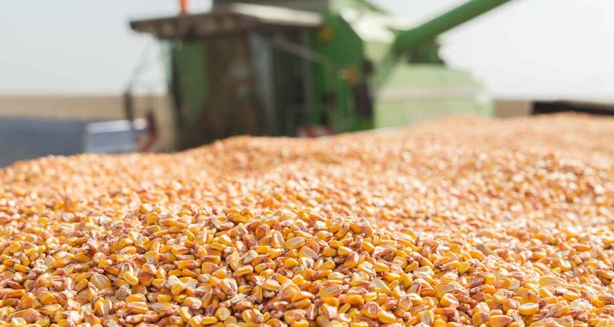 México será el mayor importador de maíz amarillo por sequía