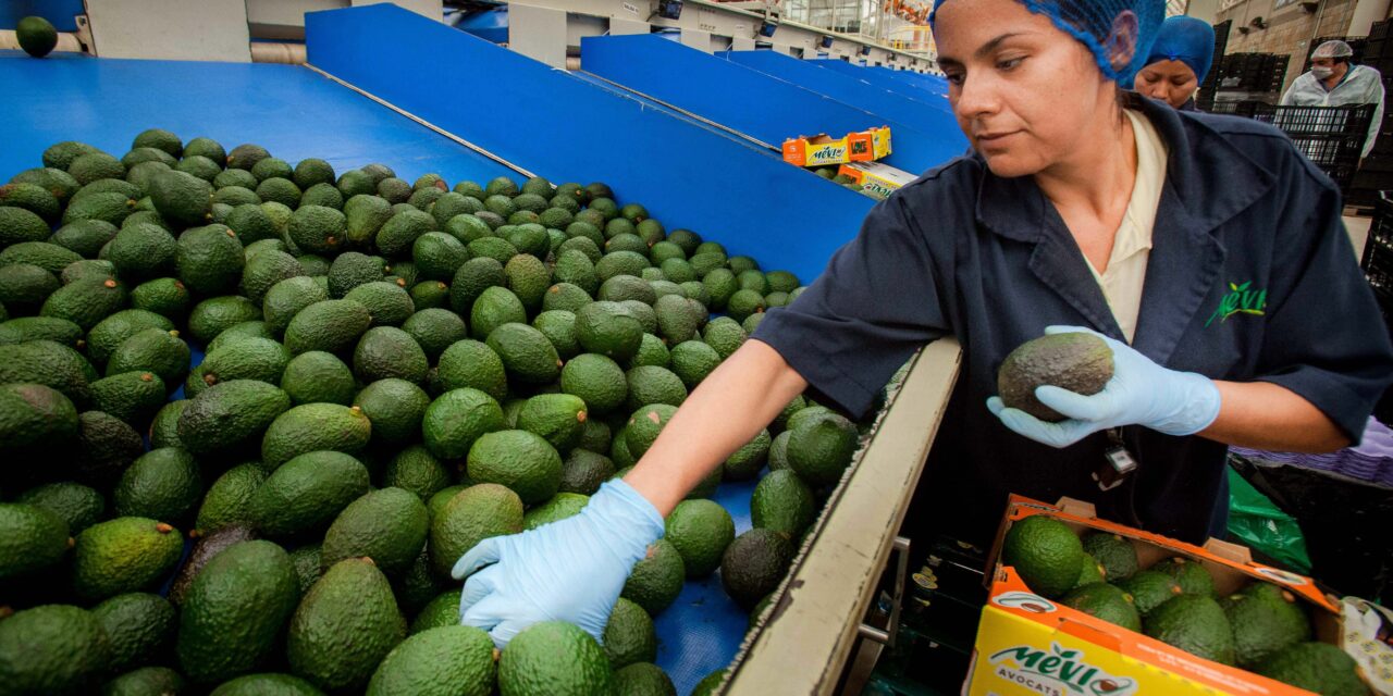 Cerveza, tequila y aguacate son las exportaciones agroindustriales de más valor