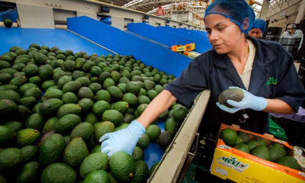 Cerveza, tequila y aguacate son las exportaciones agroindustriales de más valor