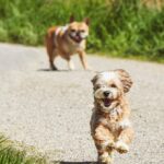 Rentar con mascota es un reto