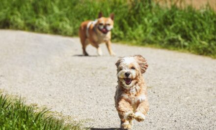 Rentar con mascota es un reto