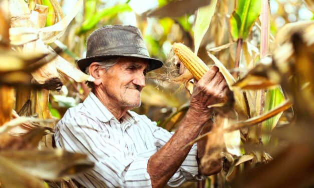 Precios de garantía continuarán apoyando a pequeños productores