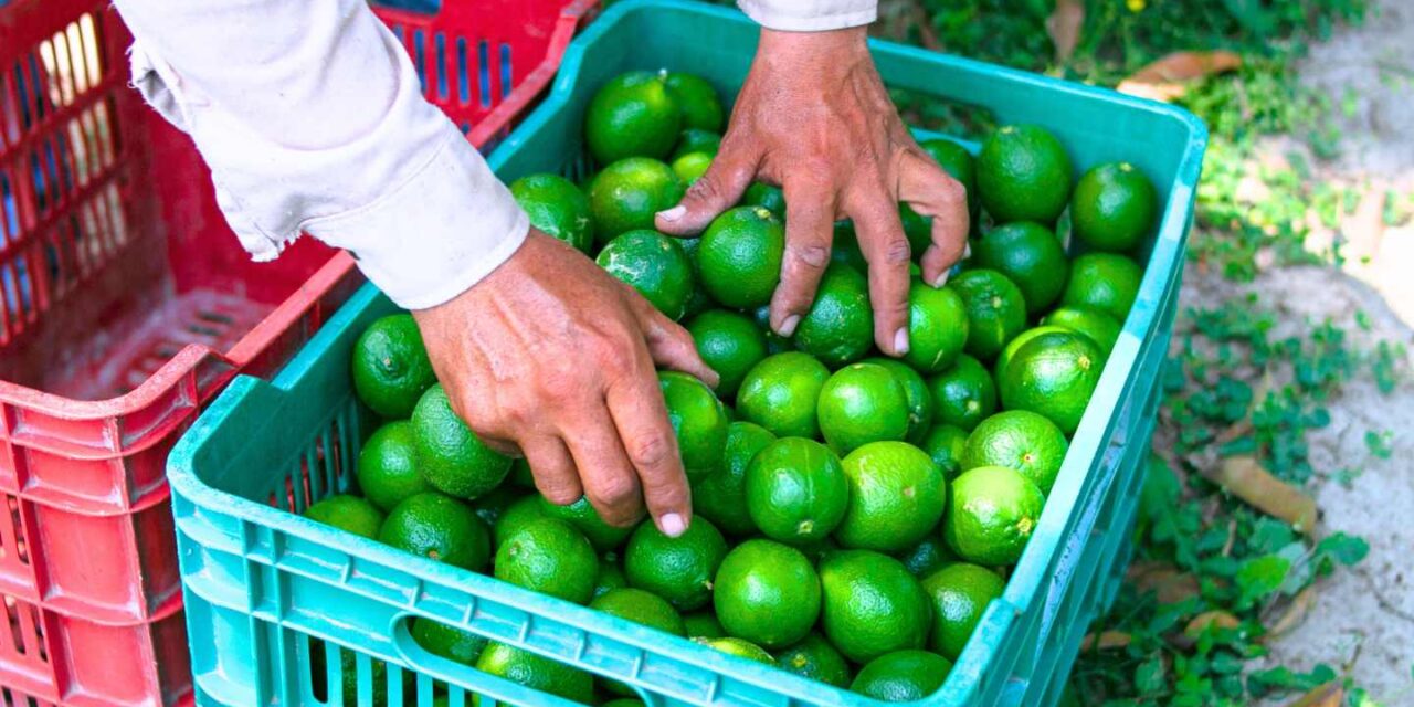 Ejército protege la zona limonera en Michoacán