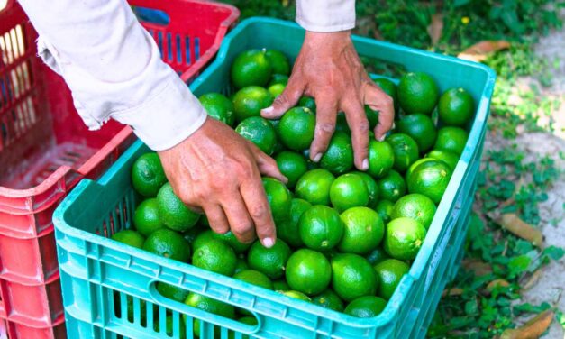 Ejército protege la zona limonera en Michoacán