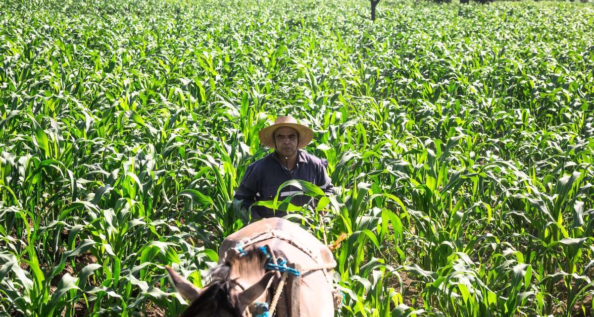 En expansión económica, el sector agropecuario