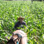 En expansión económica, el sector agropecuario