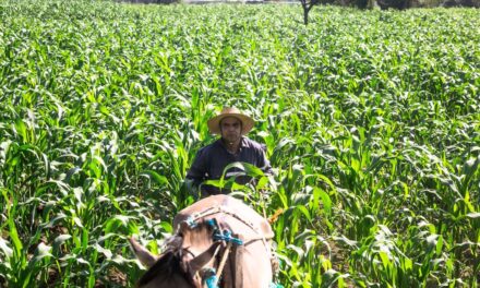 En expansión económica, el sector agropecuario