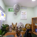 Ya podrás atender a tu michi y tu lomito con el Dr Simi