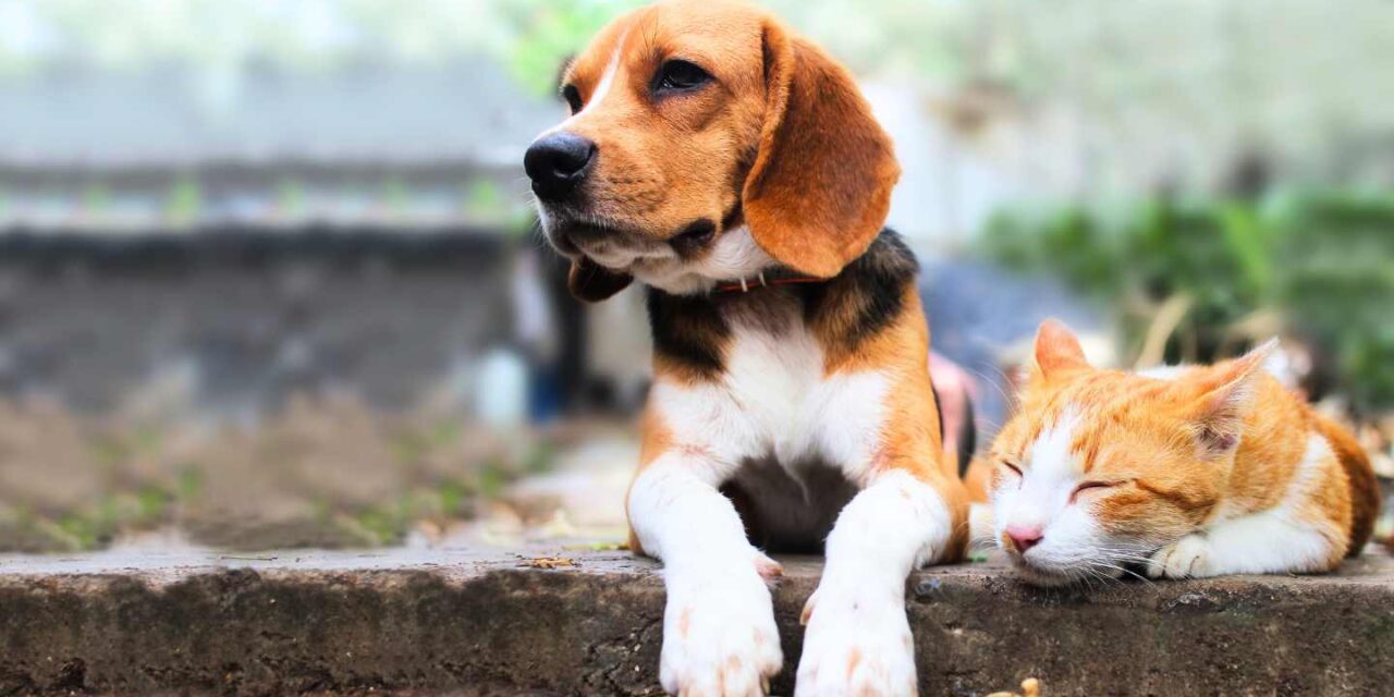 Protege a tu michi o lomito con un seguro para mascotas