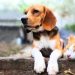 Protege a tu michi o lomito con un seguro para mascotas