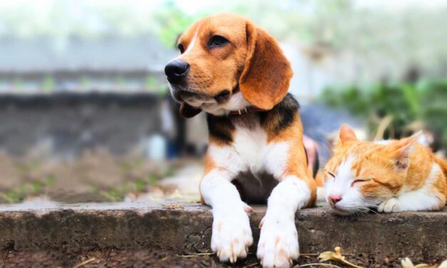 Protege a tu michi o lomito con un seguro para mascotas