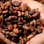 Cosechas en Costa de Marfil y Ghana desploman precios del cacao