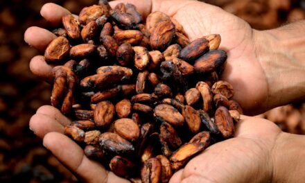 Cosechas en Costa de Marfil y Ghana desploman precios del cacao