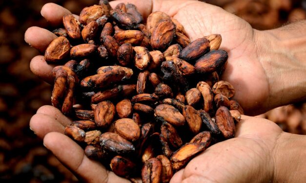 Cosechas en Costa de Marfil y Ghana desploman precios del cacao
