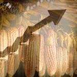 Bolsa de Chicago desató la furia de los productores de maíz en México