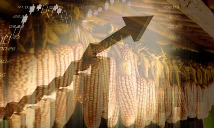 Bolsa de Chicago desató la furia de los productores de maíz en México