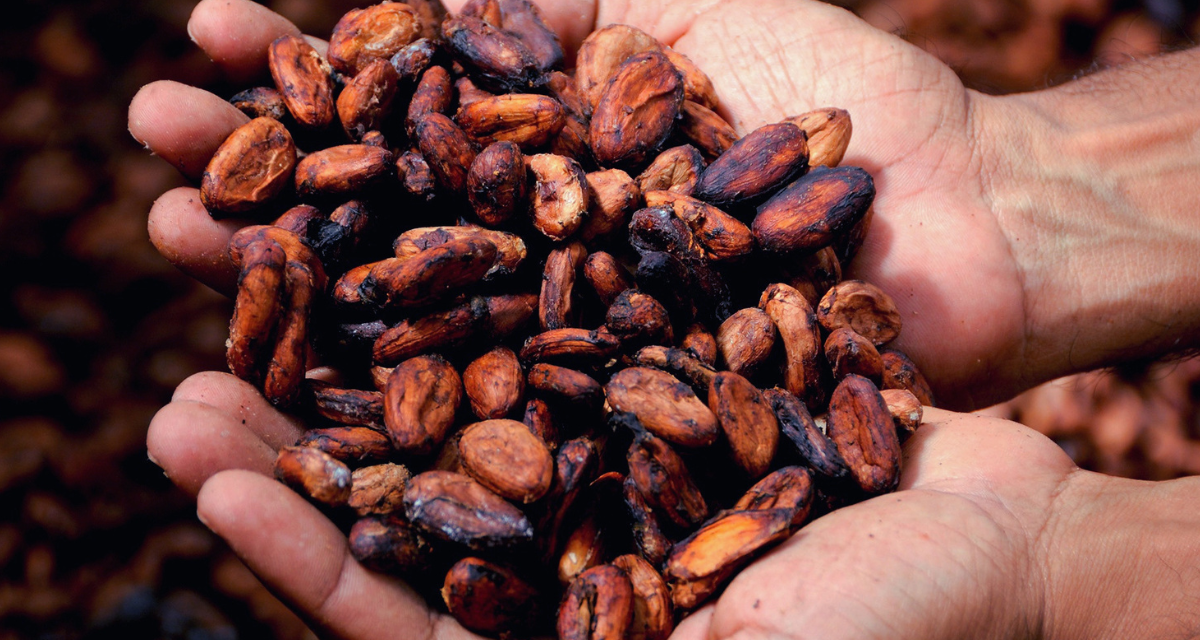 Preocupación por El Niño dispara 47.8% el precio del cacao