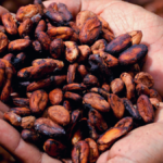 Preocupación por El Niño dispara 47.8% el precio del cacao