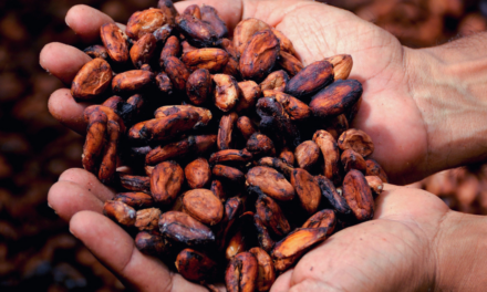 Preocupación por El Niño dispara 47.8% el precio del cacao